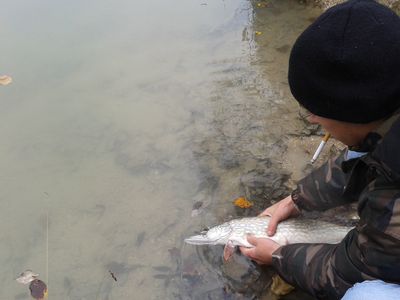 remise a  leau brochet.jpg